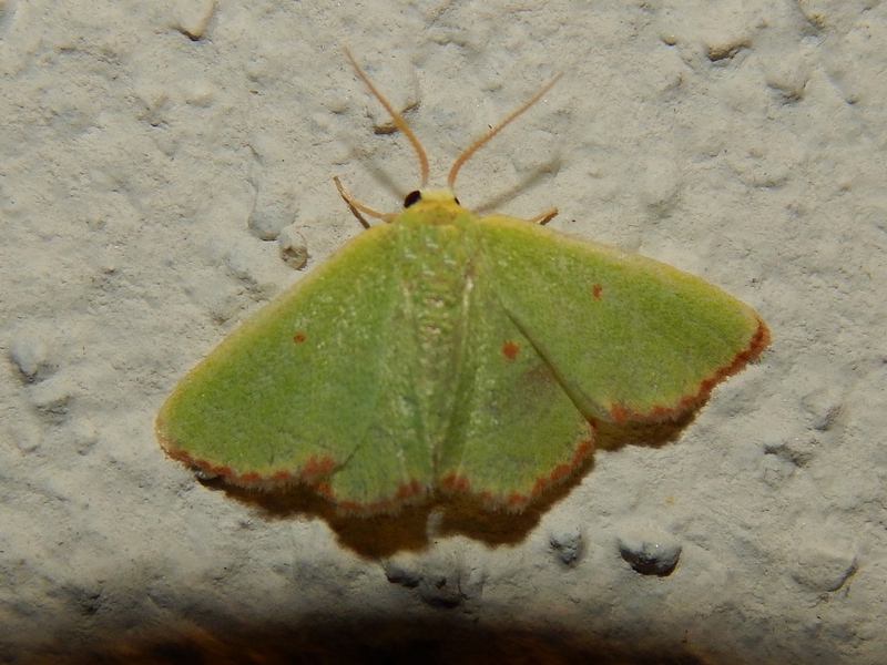 Aiuto id1